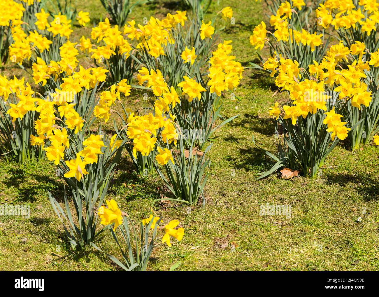 Narzisse in Blüte, Deutschland Stockfoto