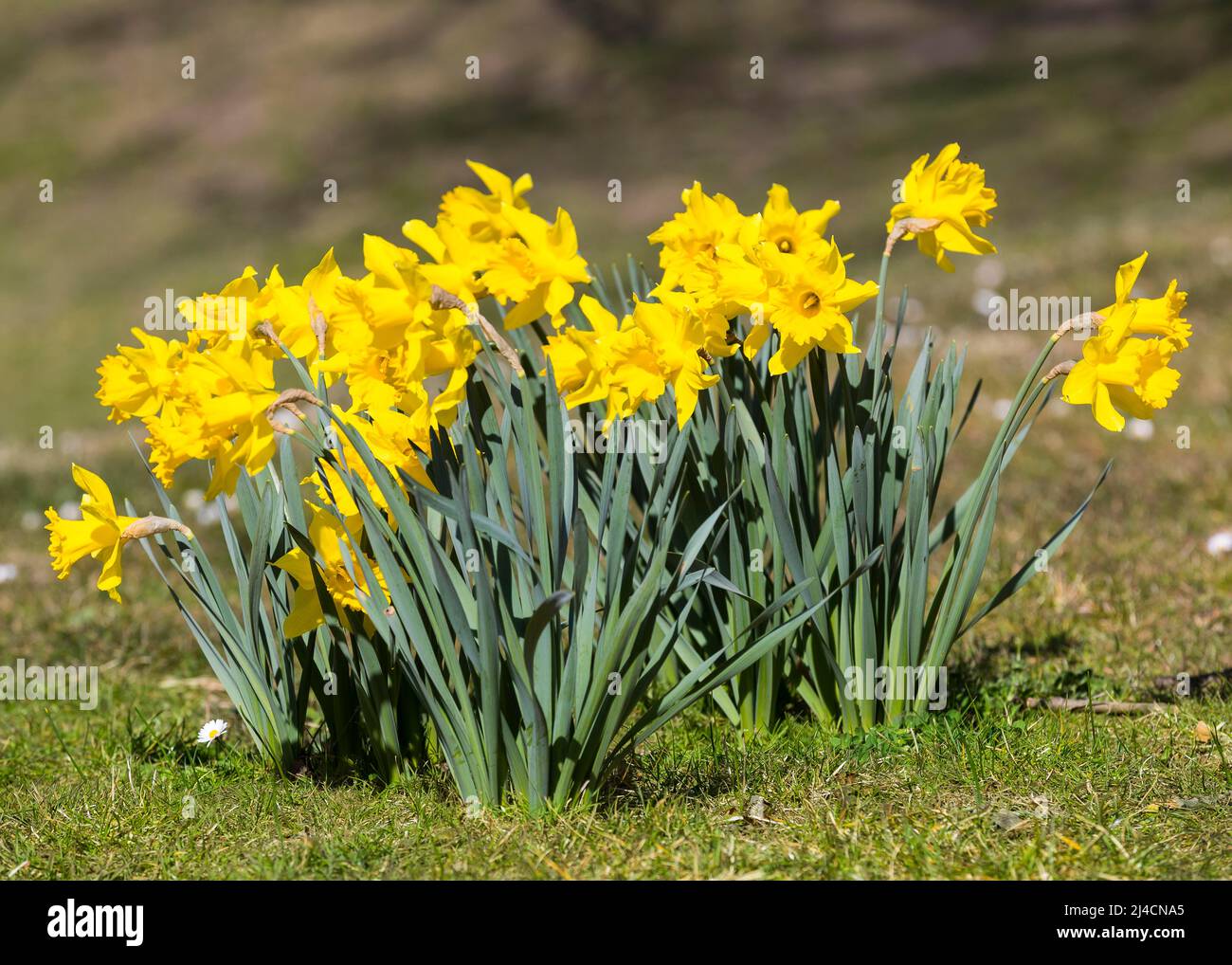 Narzisse in Blüte, Deutschland Stockfoto