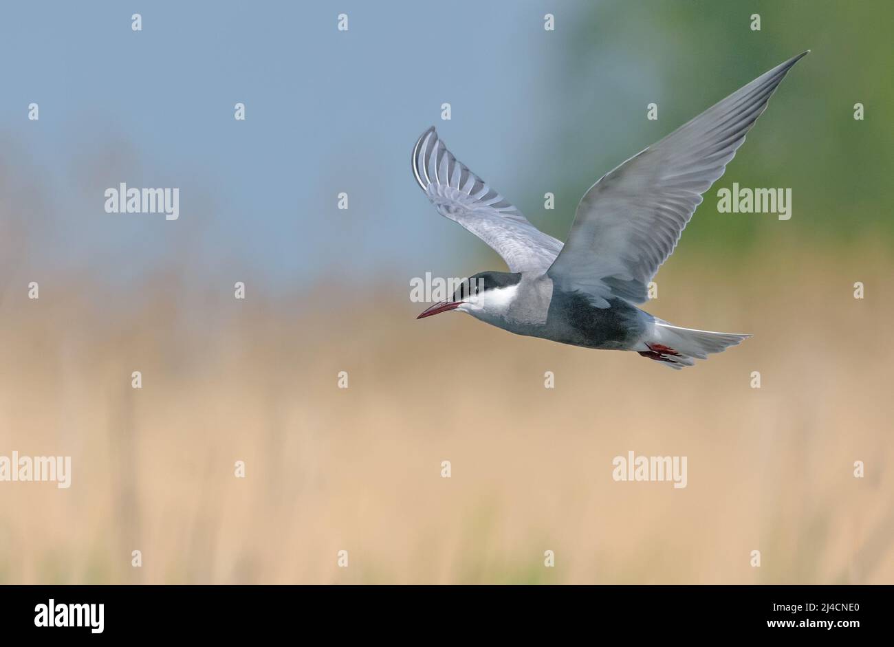 Die Schnurrseeschwalbe (Chlidonias hybrida) schwebt über dem Flussbett auf der Suche nach Futter mit weit ausgebreiteten Flügeln Stockfoto
