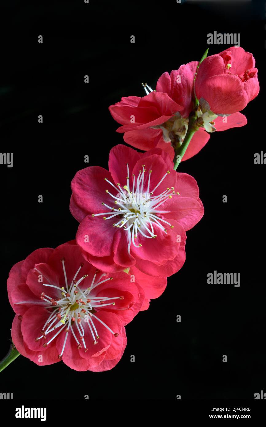 Blüten des japanischen Pfirsichbaums (Prunus persica) 'Melred Stockfoto