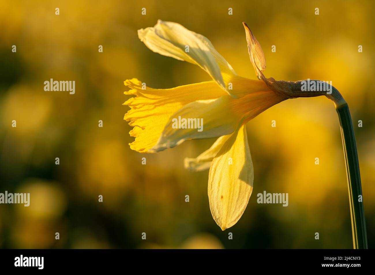 Wilder Narzissen (Narcissus pseudonarcissus), Einzelblüte im Sonnenlicht am Col de la Vue des Alpes, Neuchatel, Schweiz Stockfoto