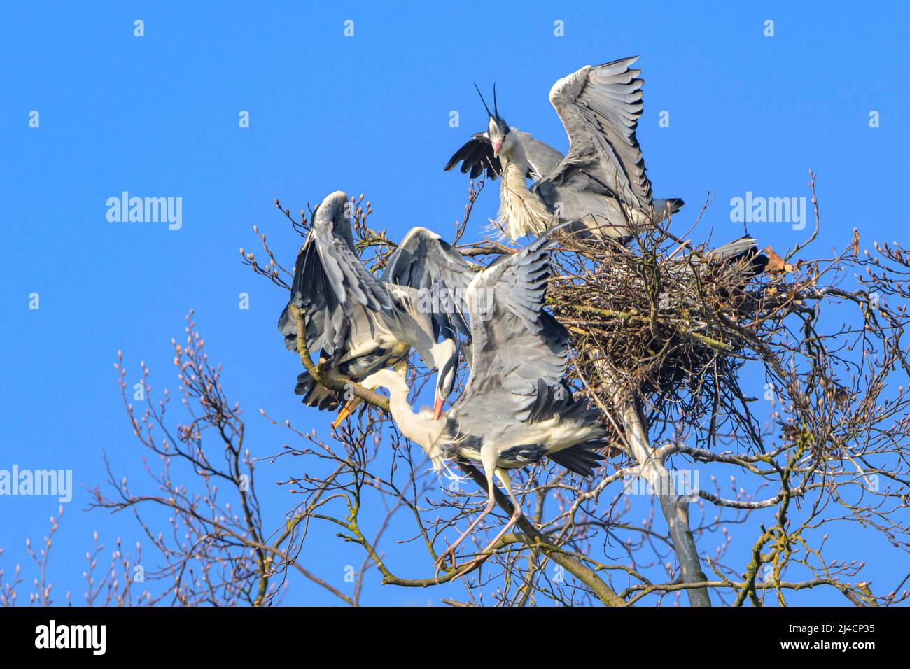 Graureiher (Ardea cinerea), kämpft am Aerie, Hessen, Deutschland Stockfoto