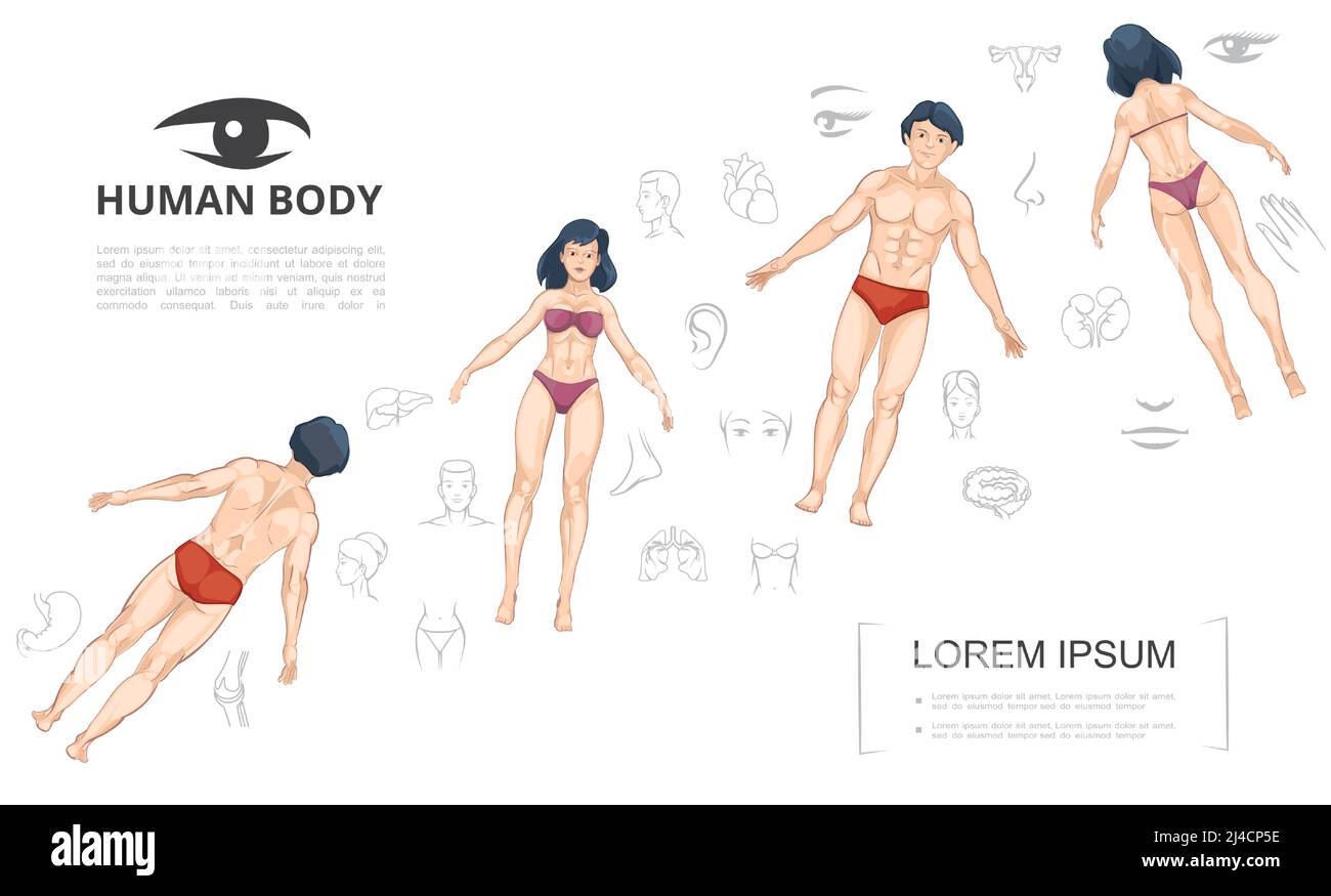 Cartoon menschliche Anatomie Vorlage mit Mann und Frau vorne und Zurück Ansicht Körperteile innere Organe Vektor Illustration Stock Vektor