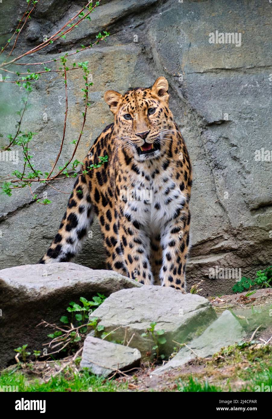 Amur-Leopard (Panthera pardus orientalis), gefangen, gefährdet Stockfoto