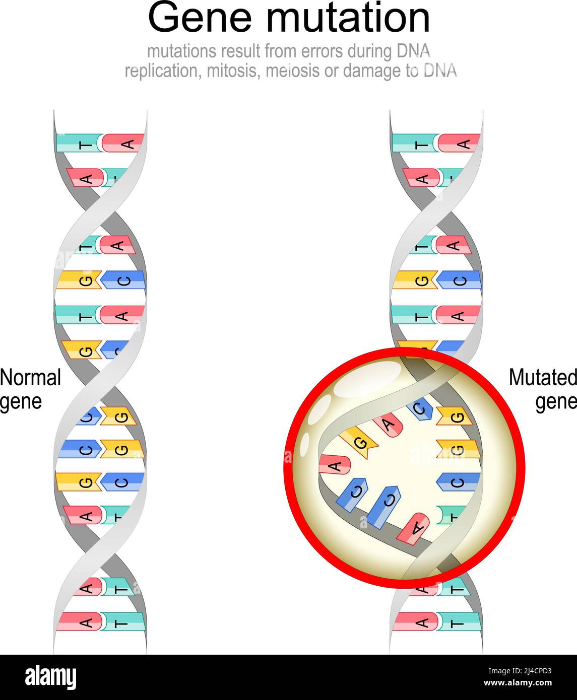Genmutation normale DNA und Helix mit mutiertem Gen. Biologische Manipulation. Vektordiagramm Stock Vektor