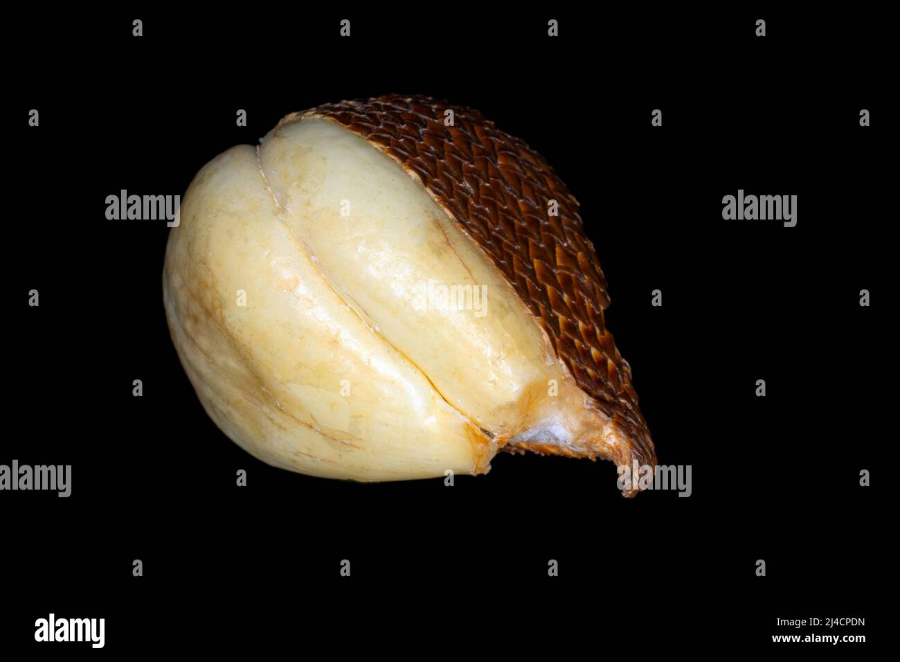 Salak (Salacca edulis), Studiofotografie mit schwarzem Hintergrund Stockfoto