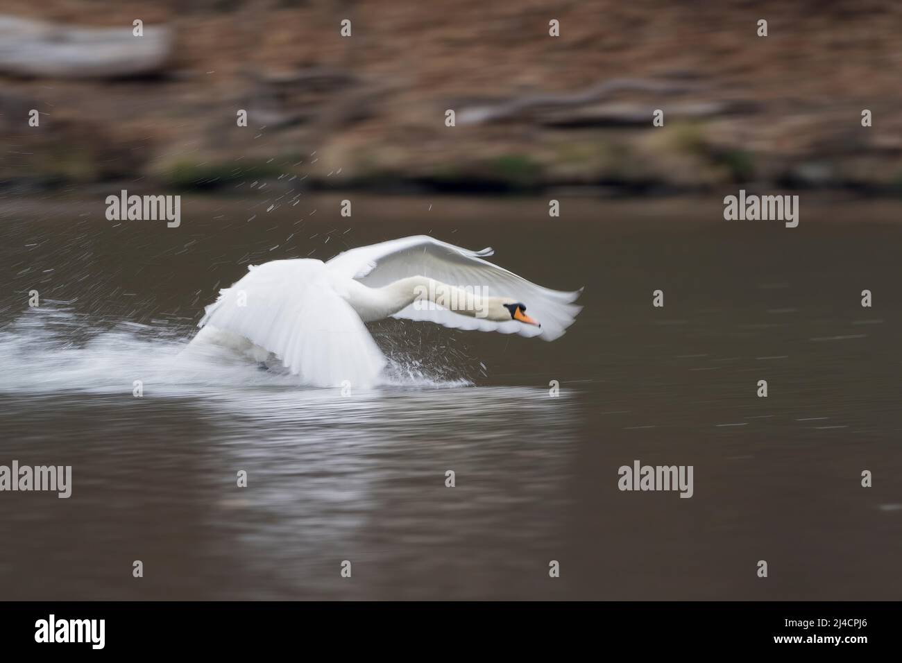 Stummer Schwan (Cygnus olor), Fliegen, Bewegungsunschärfe, Hessen, Deutschland Stockfoto