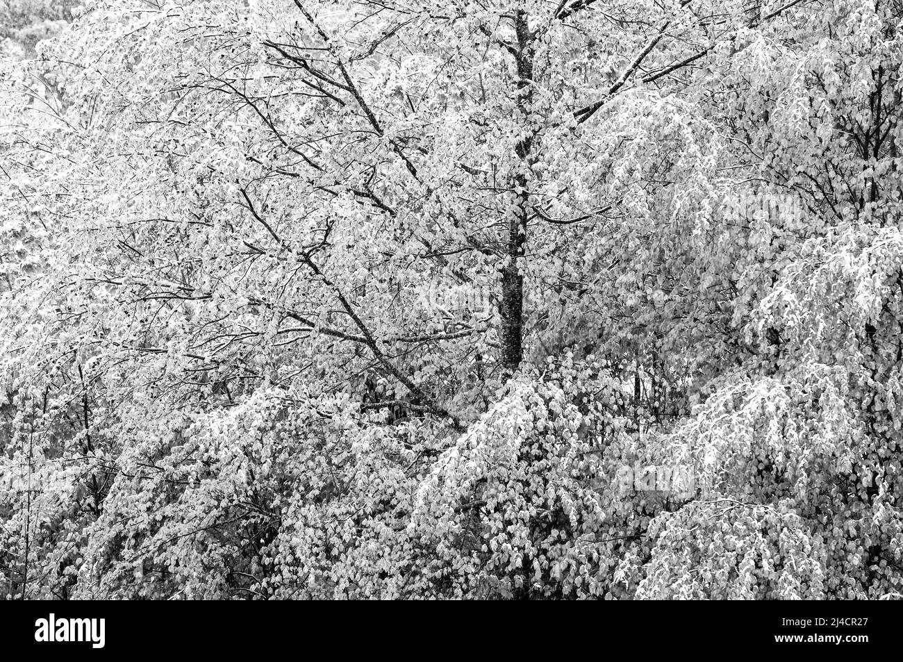 Laubbäume mit Schnee bedeckt, Wintereinbruch im Frühjahr, SW-Foto, Oberösterreich, Österreich Stockfoto