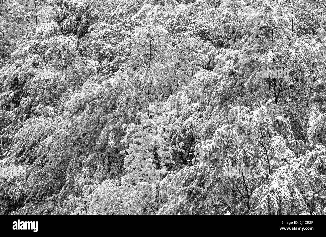 Laubbäume mit Schnee bedeckt, Wintereinbruch im Frühjahr, SW-Foto, Oberösterreich, Österreich Stockfoto