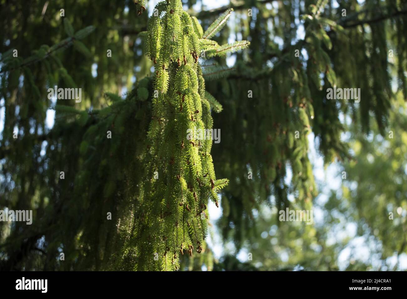 Brauereifichte (Picea breweriana), Zweig mit jungen Zapfen, Nadelbaum nicht aus Deutschland, Baum, Velbert, Deutschland Stockfoto