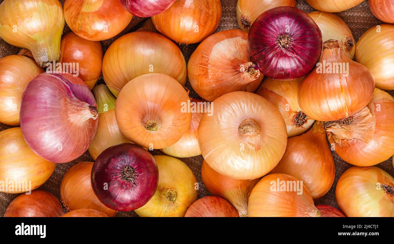 Zwiebeln verschiedener Arten aus der Nähe. Draufsicht, horizontal. Stockfoto