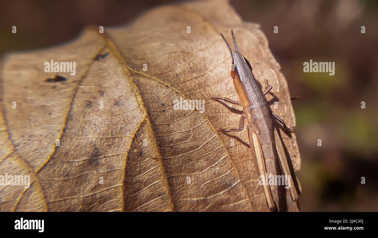 Wunderschöne Heuschrecke auf trockenem Blatt.Heuschrecken sind eine Gruppe von Insekten, die zur Unterordnung Caelifera gehören. Stockfoto