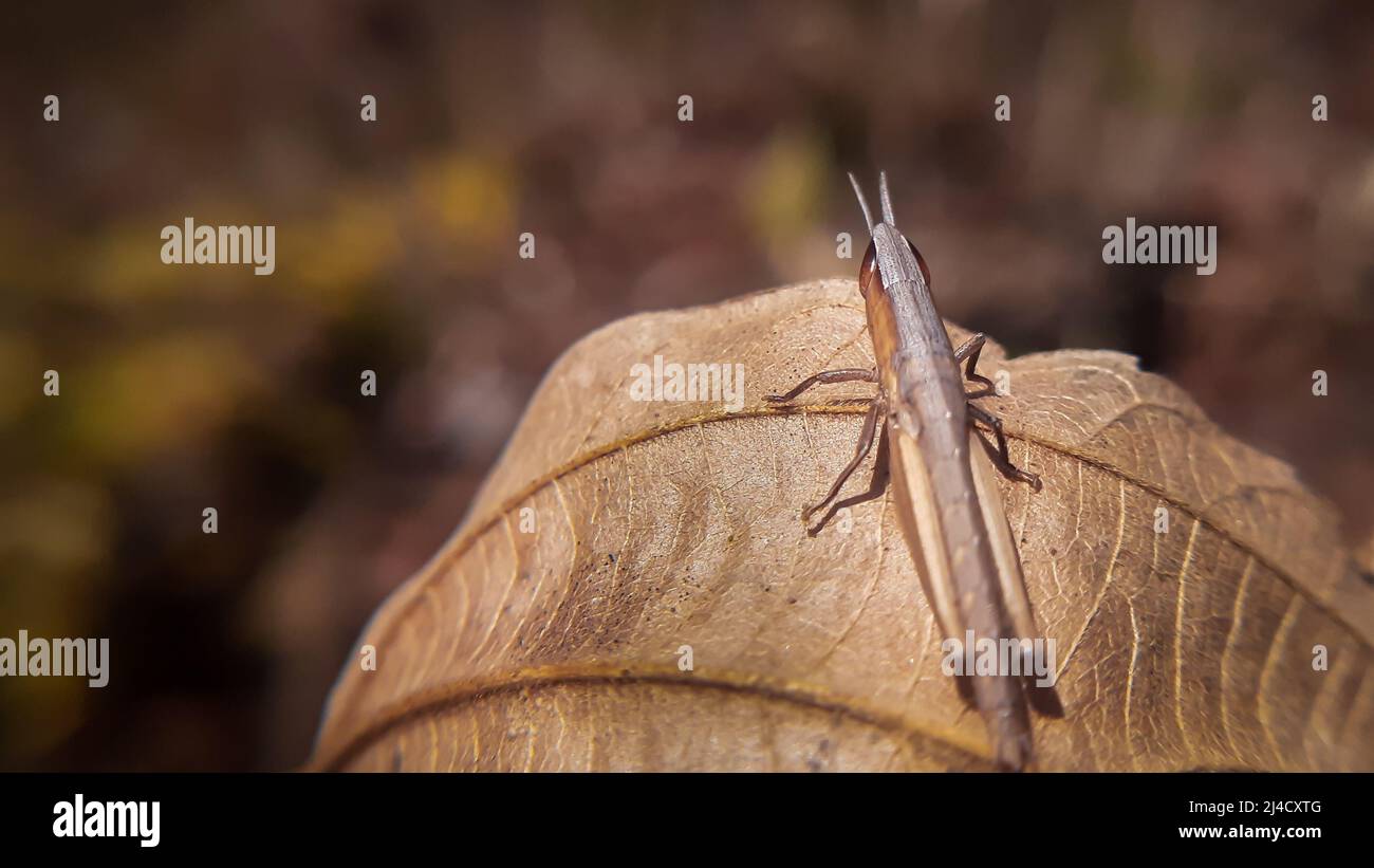 Wunderschöne Heuschrecke auf trockenem Blatt.Heuschrecken sind eine Gruppe von Insekten, die zur Unterordnung Caelifera gehören. Stockfoto