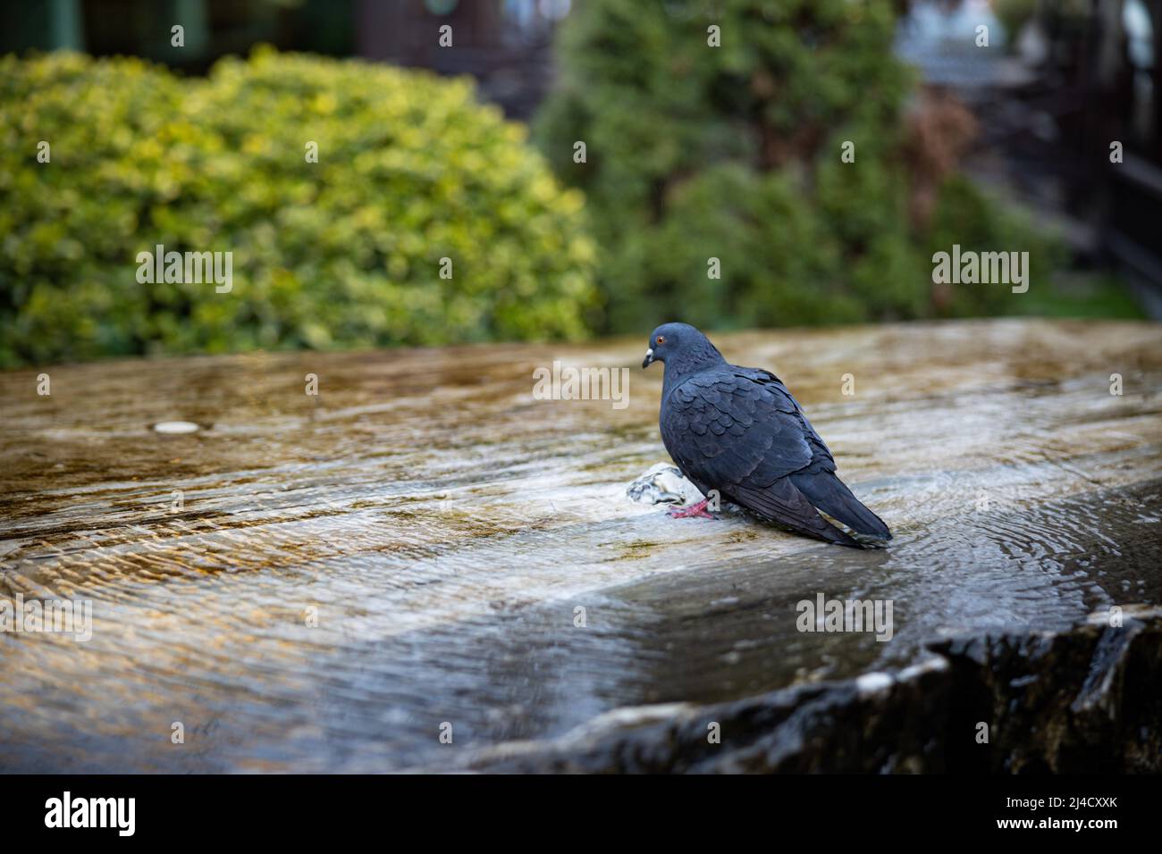 Nahaufnahme einer Taube erfrischend und Trinkwasser in einem Brunnen. Niedlicher Wildvögel auf einem Springbrunnen. Hochwertige Fotos Stockfoto