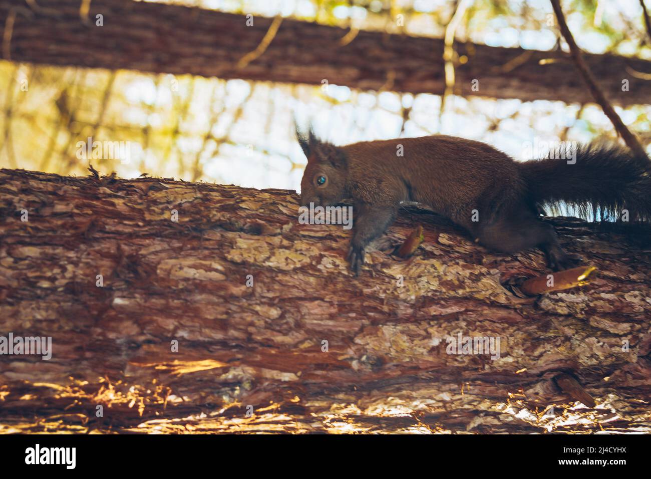 Wilde Natur. Niedliches rotes Eichhörnchen mit langen spitzen Ohren in der Herbstszene. Wildtiere im Wald. Eichhörnchen sitzt auf dem Boden. Sciurus vulgaris. Stockfoto