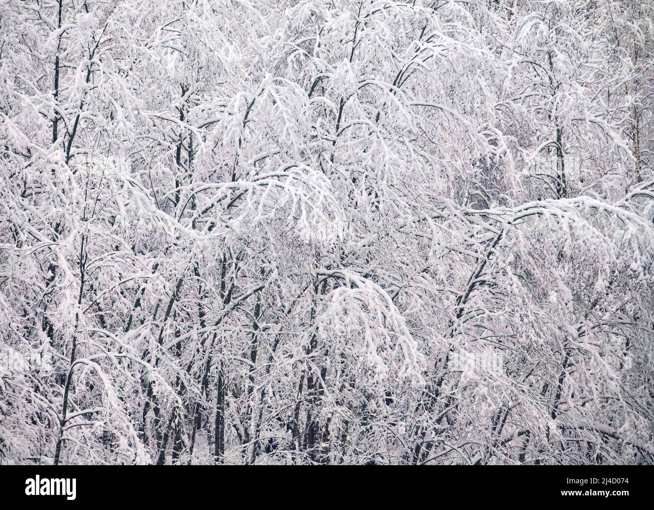 Die Bäume sind mit einer dicken Schicht Reim bedeckt. Eine fabelhafte Zeichnung von weißen Zweigen. Das Wintermärchen Stockfoto