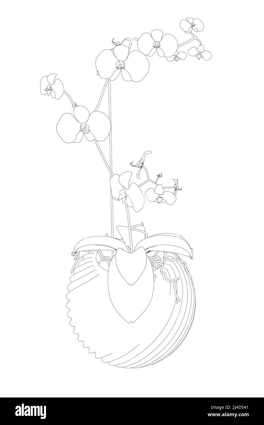Umriss einer Orchidee in einem dekorativen Topf aus schwarzen, auf weißem Hintergrund isolierten Linien. Vorderansicht. Vektorgrafik. Stock Vektor