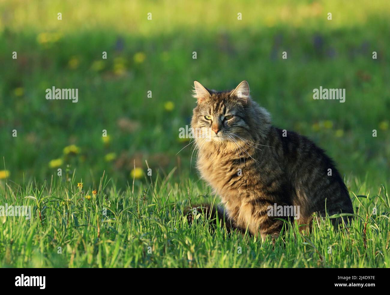 Niedliche Katze auf der Jagd auf grüne Wiese bei Sonnenuntergang Stockfoto