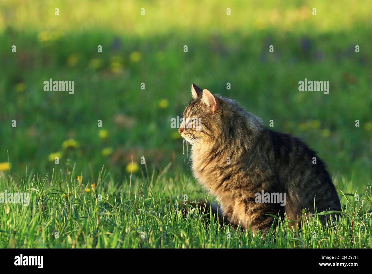 Niedliche Katze auf der Jagd auf grüne Wiese bei Sonnenuntergang Stockfoto