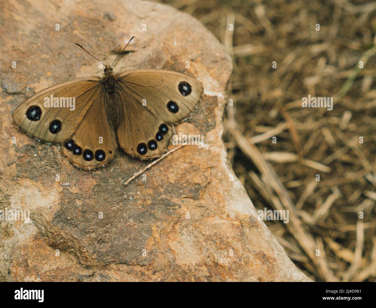 Brauner Schmetterling mit blauen Flecken, Taiwan Stockfoto