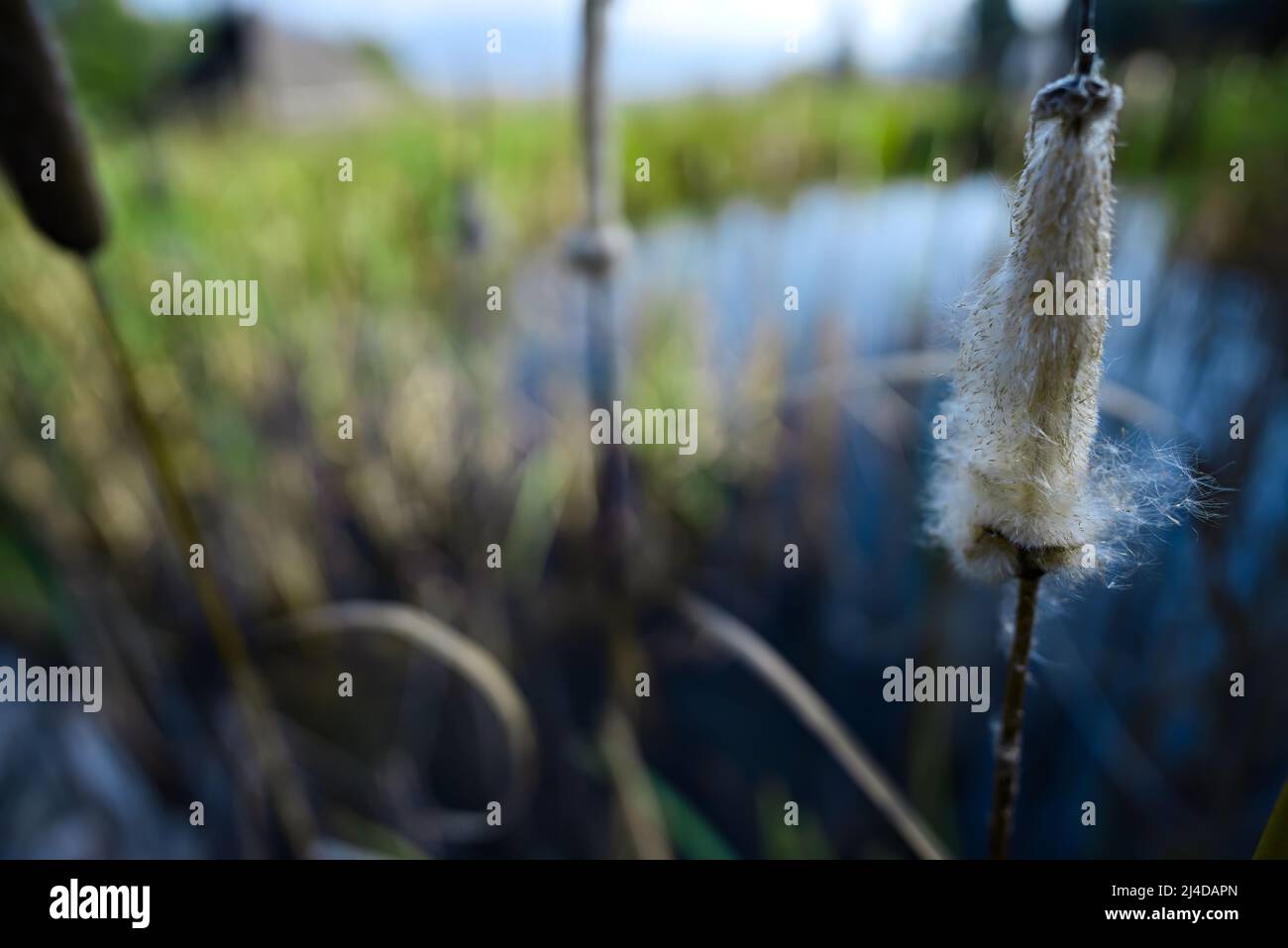 Fokussierte Lante in einem Sumpf mit schönem Bokeh Stockfoto