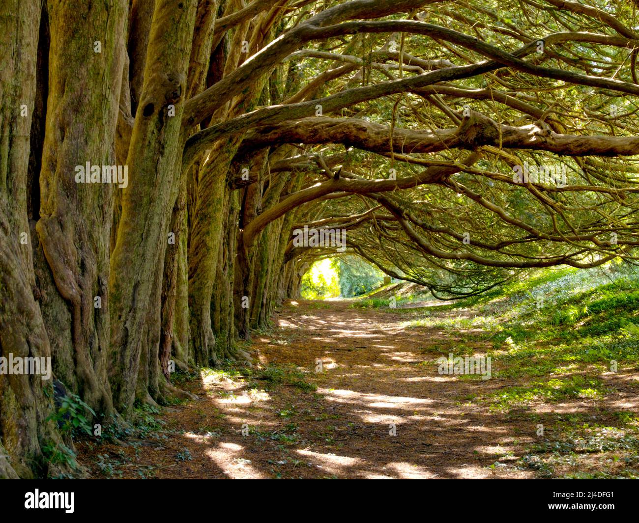 Yew Tree Walk, Huntington Castle, County Carlow, Irland Stockfoto