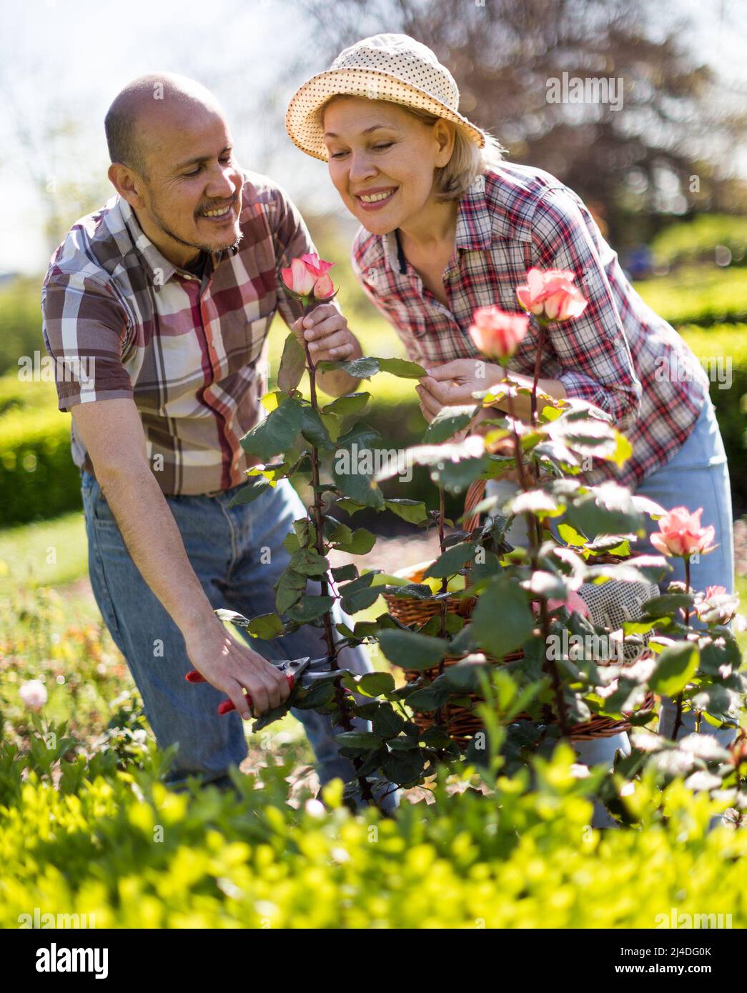 Frau und Mann kümmern sich im Garten um Rosen Stockfoto