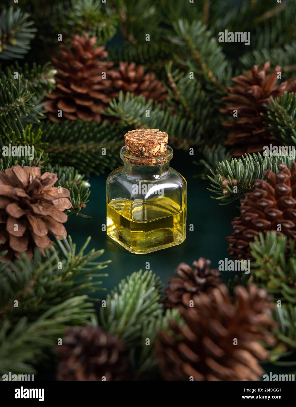 Glasflasche mit ätherischem Nadelöl zwischen Tannenzweigen und Tannenzapfen auf grünem Nahaufnahme. Aromatherapie, Spa und Kräutermedizin Konzept. Natürlich Stockfoto
