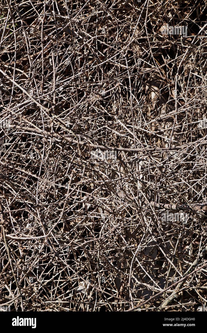 Natürliche Textur von trockenen Zweigen Hintergrund Stockfoto