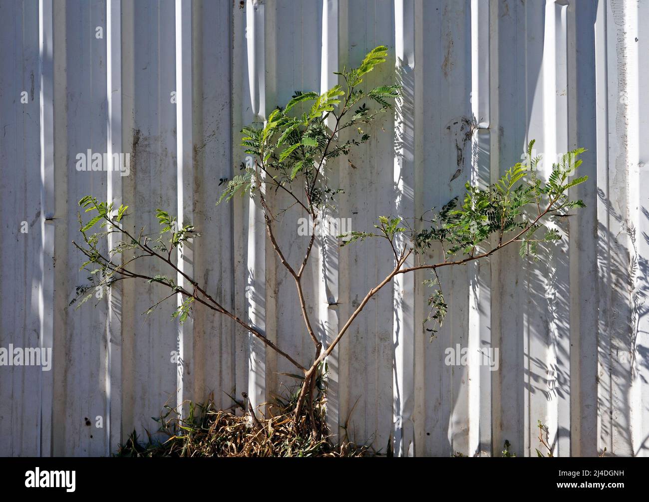 Junge Baum- und Wellblechplatten umgeben Brachland Stockfoto