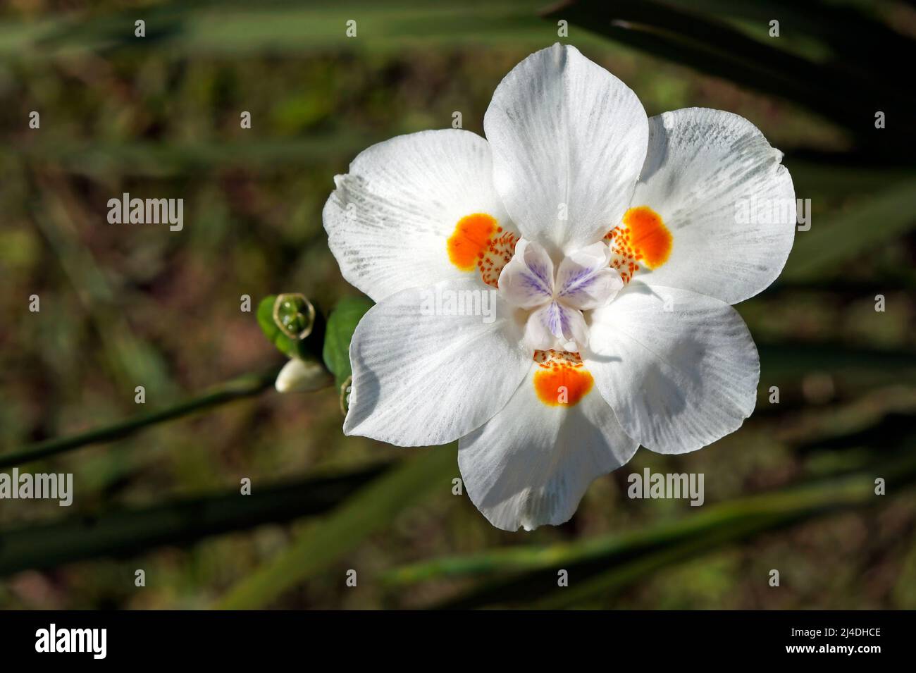 Afrikanische Iris, Seerose oder Morea-Iris (Dietes iridioides) Stockfoto