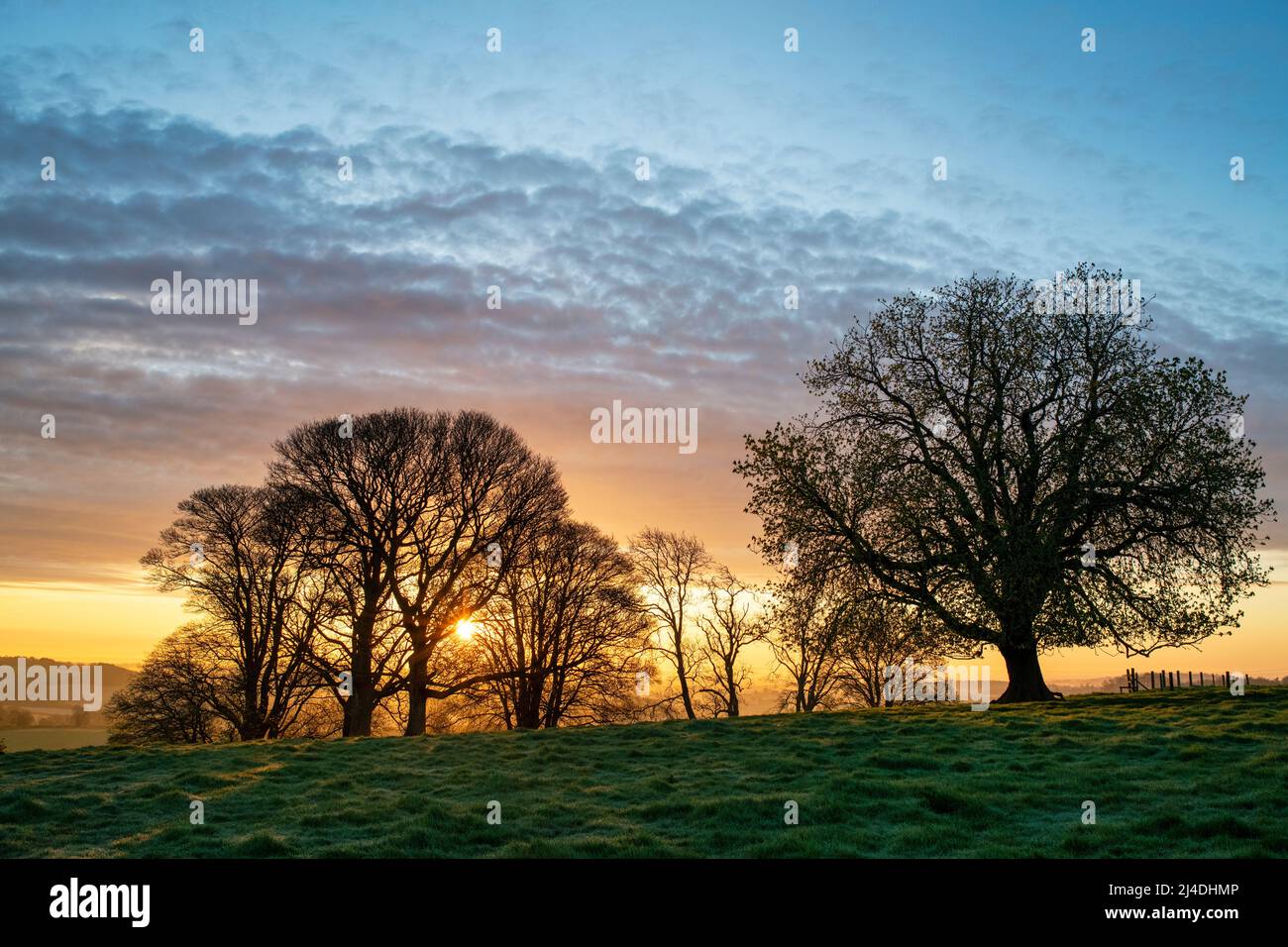 Frühlingssonnenaufgang durch Schattenbäume in der Nähe von Swalcliffe in der Landschaft von Oxfordshire. Oxfordshire, England Stockfoto
