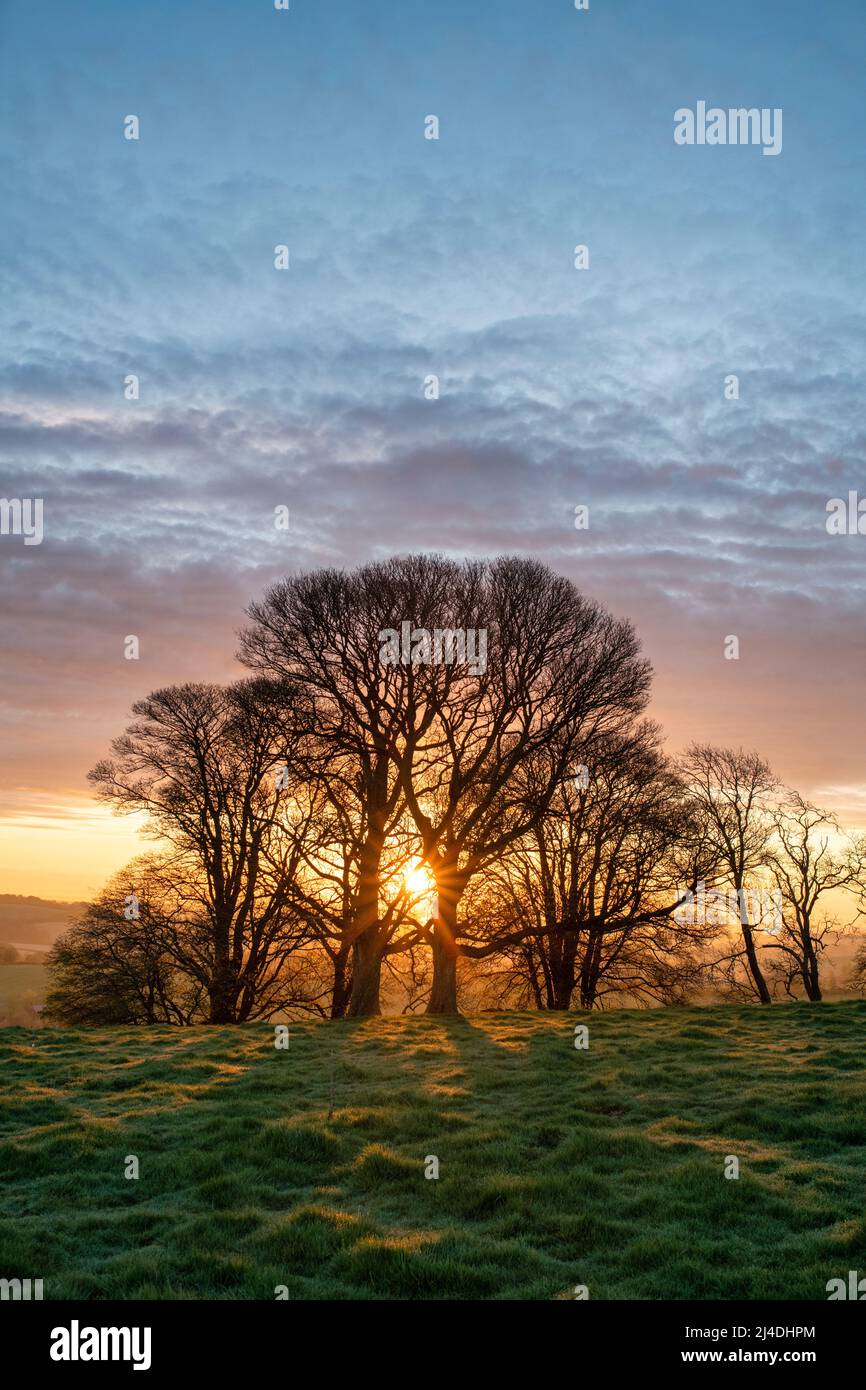 Frühlingssonnenaufgang durch Schattenbäume in der Nähe von Swalcliffe in der Landschaft von Oxfordshire. Oxfordshire, England Stockfoto