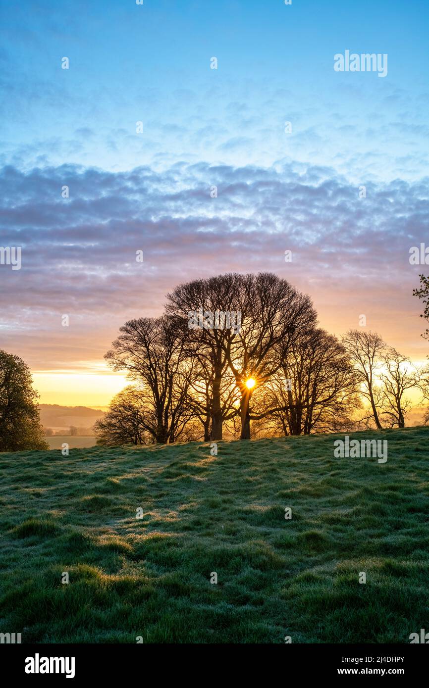 Frühlingssonnenaufgang durch Schattenbäume in der Nähe von Swalcliffe in der Landschaft von Oxfordshire. Oxfordshire, England Stockfoto