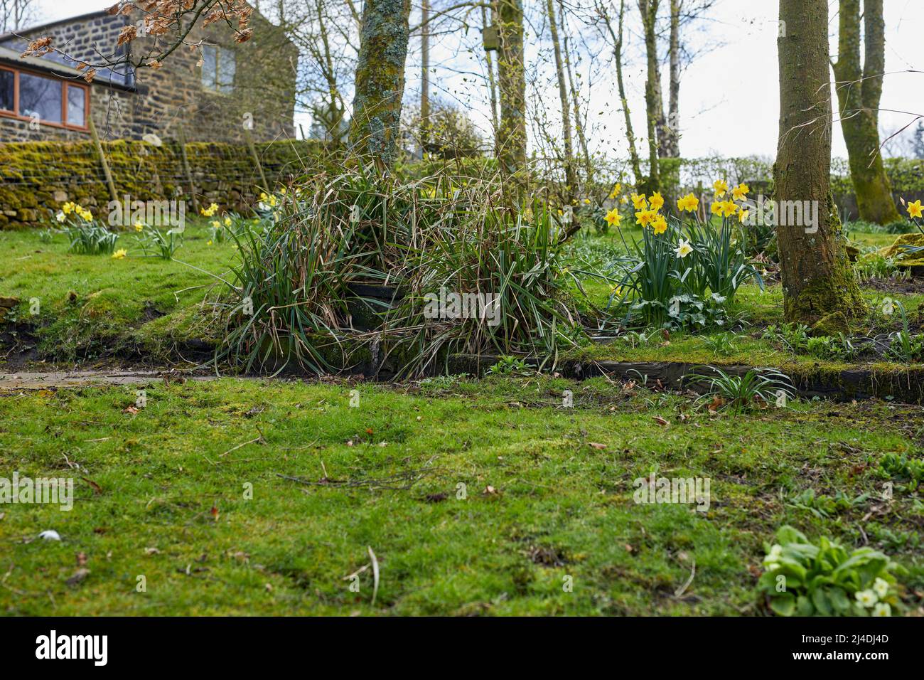 Nut Sedge wächst im Moorland-Kleingarten bei 900ft in North Yorkshire Stockfoto