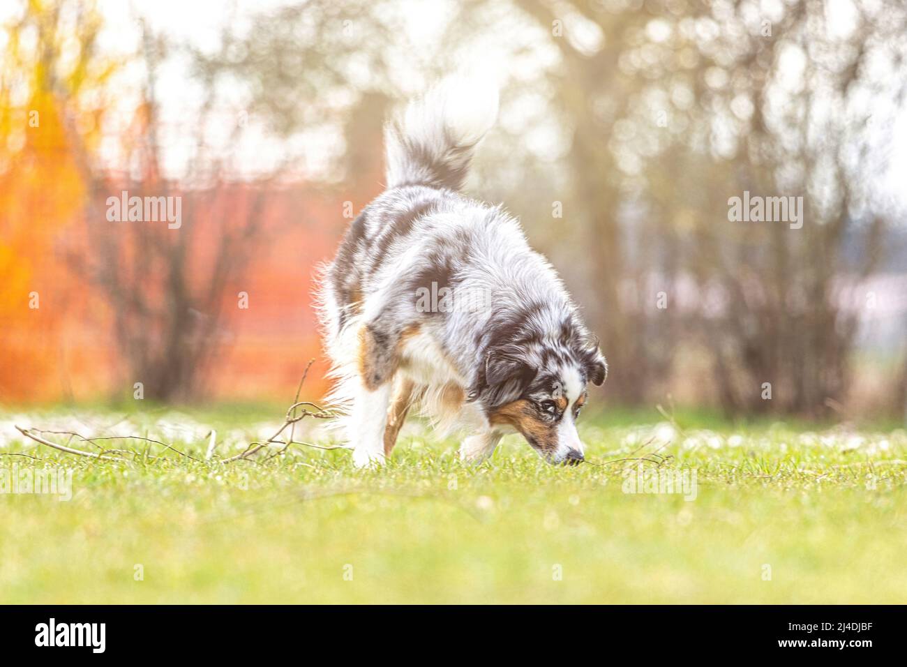 Porträt eines australischen Schäferhundes, der im Frühling im Freien auf einer Wiese am Boden schnüffelt Stockfoto