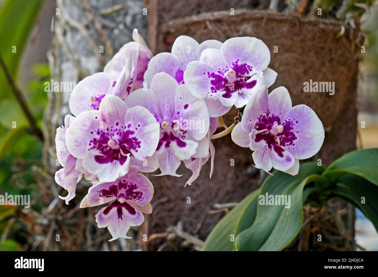 Mottenorchideen (Phalaenopsis) auf Palmenstamm Stockfoto