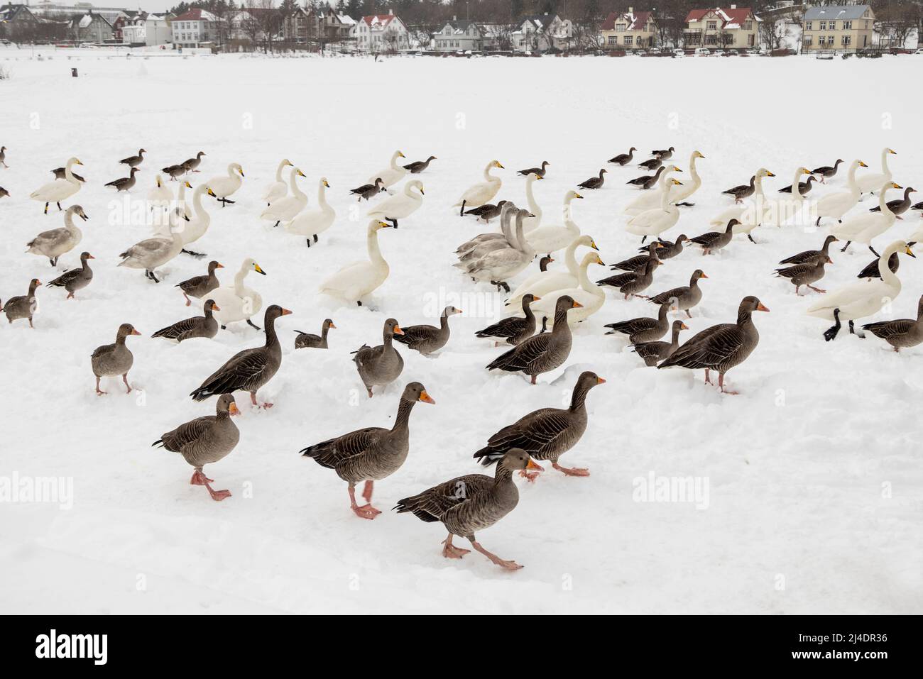 Vögel, die auf dem Tjornin-See im Zentrum von Reykjavík, Island, auf Nahrung zulaufen Stockfoto