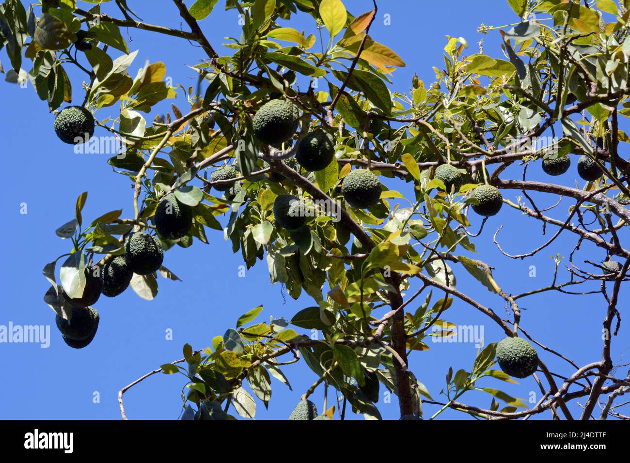Fast reife spanische Avocados, die an den Zweigen eines Baumes auf einem Bauernhof (Finca) in Los Realejos, auf der Insel Teneriffa, Kanarische Inseln, Spanien, hängen Stockfoto