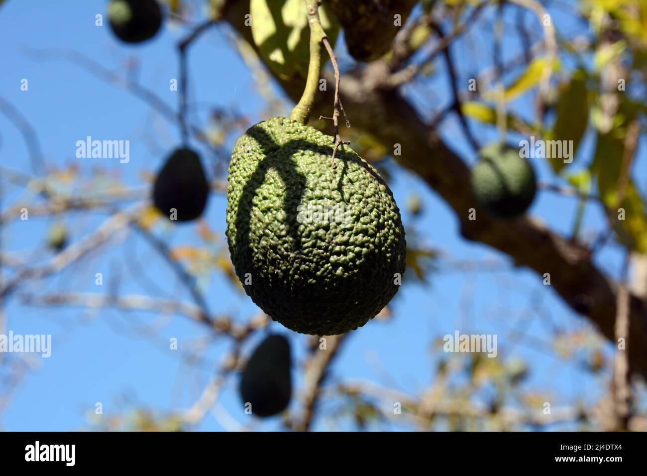 Fast reife spanische Avocados, die an den Zweigen eines Baumes auf einem Bauernhof (Finca) in Los Realejos, auf der Insel Teneriffa, Kanarische Inseln, Spanien, hängen Stockfoto