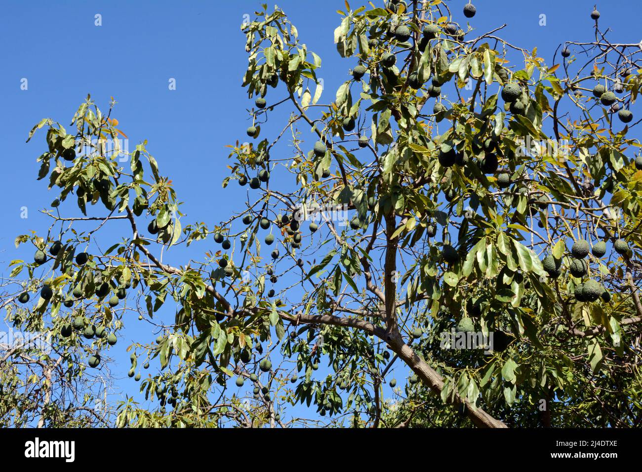 Fast reife spanische Avocados, die an den Zweigen eines Baumes auf einem Bauernhof (Finca) in Los Realejos, auf der Insel Teneriffa, Kanarische Inseln, Spanien, hängen Stockfoto