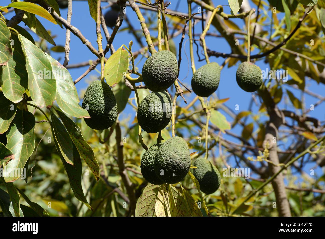 Fast reife spanische Avocados, die an den Zweigen eines Baumes auf einem Bauernhof (Finca) in Los Realejos, auf der Insel Teneriffa, Kanarische Inseln, Spanien, hängen Stockfoto