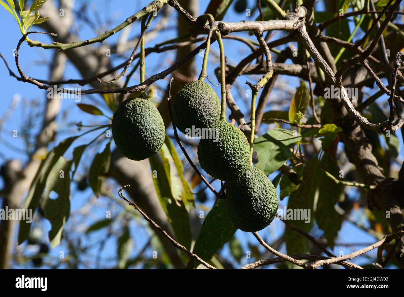 Fast reife spanische Avocados, die an den Zweigen eines Baumes auf einem Bauernhof (Finca) in Los Realejos, auf der Insel Teneriffa, Kanarische Inseln, Spanien, hängen Stockfoto