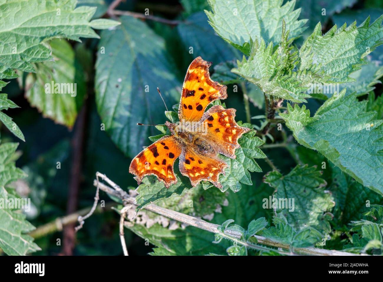 Comma Butterfly (Polygonia C-Album) ließ sich im Frühjahr bei wärmerem Wetter auf Brennnesselblättern nieder, London, Großbritannien Stockfoto