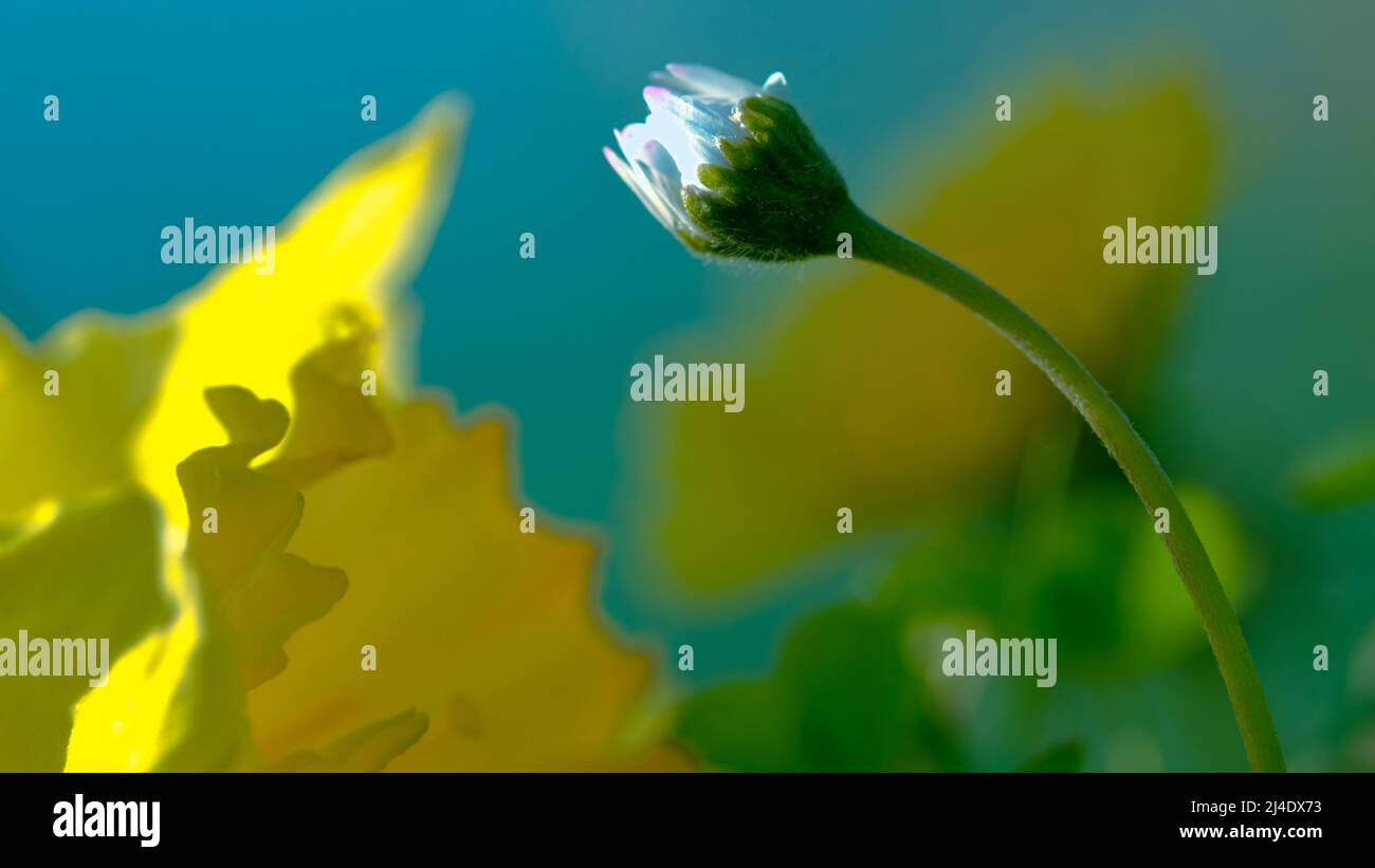 Pflanze, Blüten, die einzeln oder in Bündeln auftreten, mit Wirbeln, oft bunten Blütenblättern oder Sepalen, und mit den Fortpflanzungsstrukturen Stockfoto
