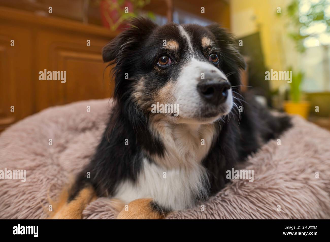 Ein Australischer Schäferhund liegt auf seiner kuscheligen Decke Stockfoto