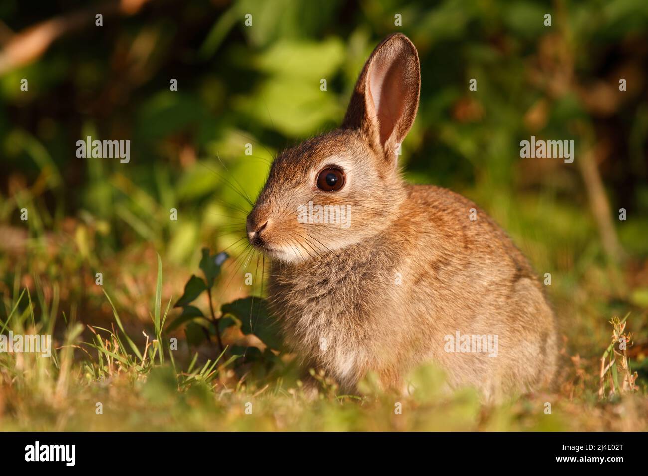 Kaninchenbaby im Gras in Mainz, Deutschland Stockfoto