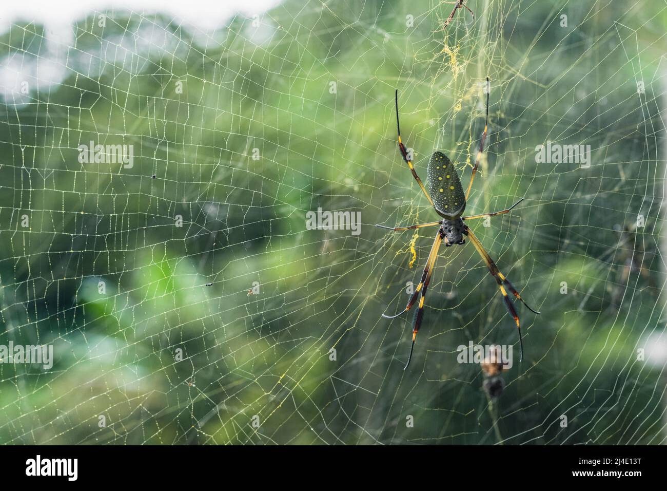 goldene Seidenspinne der Familie Nephila, die sich durch das Spinnen ihrer Netze mit einer unverwechselbaren goldenen Farbe auszeichnet, die am besten im Sonnenlicht zu sehen ist Stockfoto