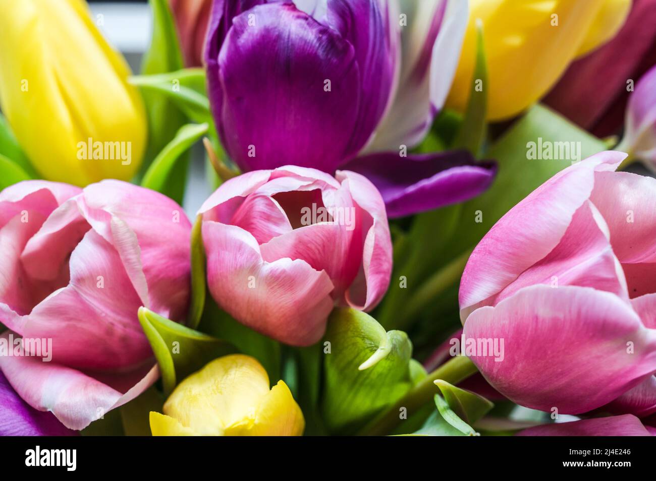 Bunte Tulpenbüschel; Bunter Tulpenstrauß Stockfoto