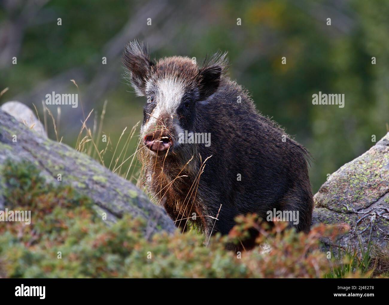 Wildschwein im Wald auf Korsika, Frankreich Stockfoto